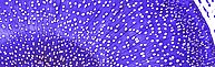 Transmitted light microscopy image of a cross section through a willow stem. The cellular organization illustrates the structural support, transport pathways, and storage tissues characteristic of willow stems.