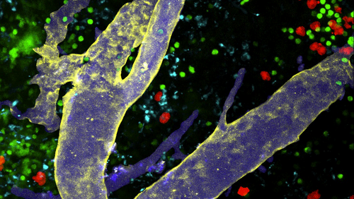 Light microscopy image of an inguinal lymph node labeled with multiple fluorescent markers. The multicolor labeling visualizes distinct cell types and structural regions within the lymph node