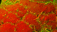 Scanning electron microscopy image of the surface of an isolated pancreatic islet. Combined signals of two different secondary electron detectors are shown in green and red. This results yellow on structures that provide both signals.