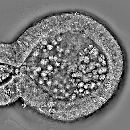 Label-free high-resolution image of a 3D biological sample.